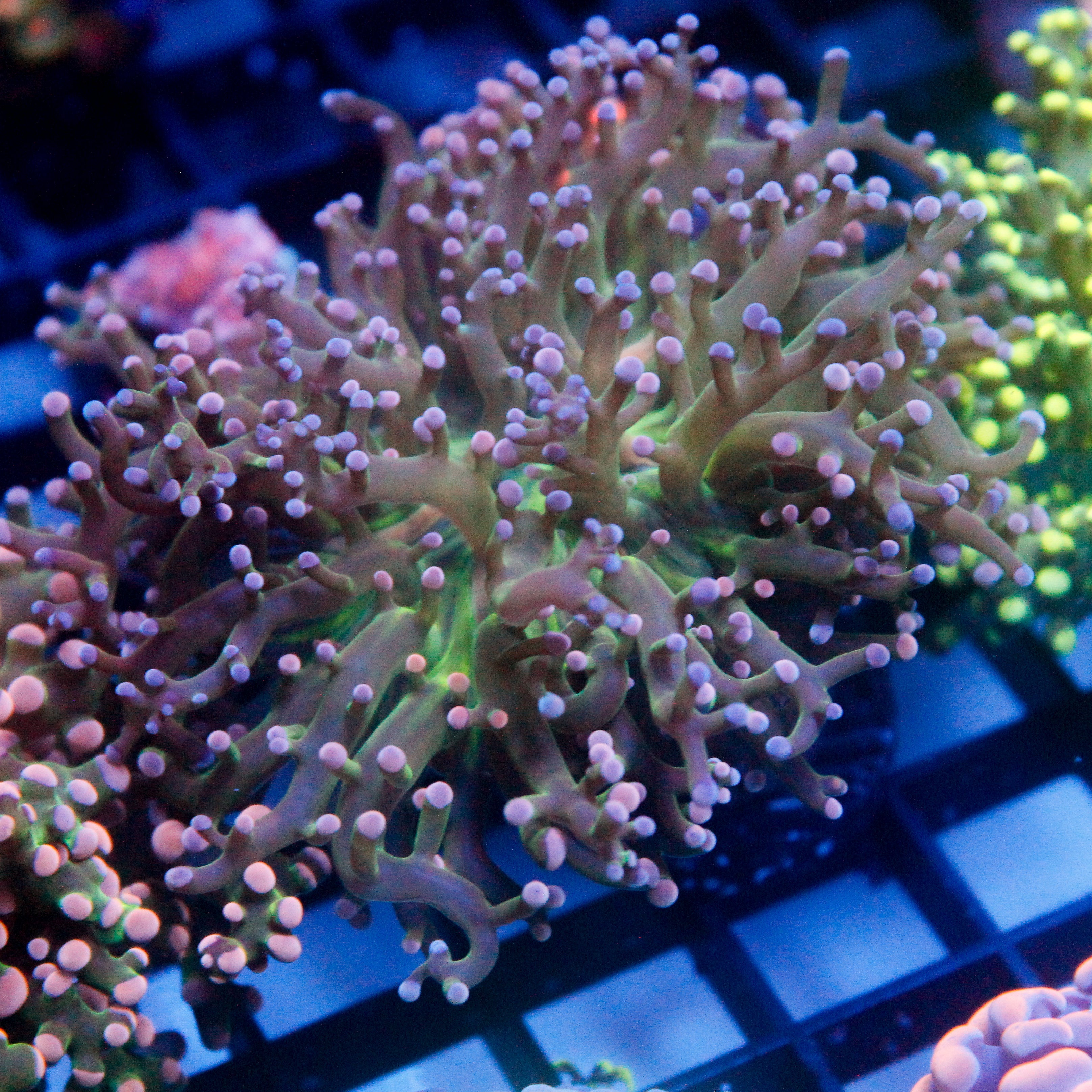 JC Pink Tip Neon Green Center Octo