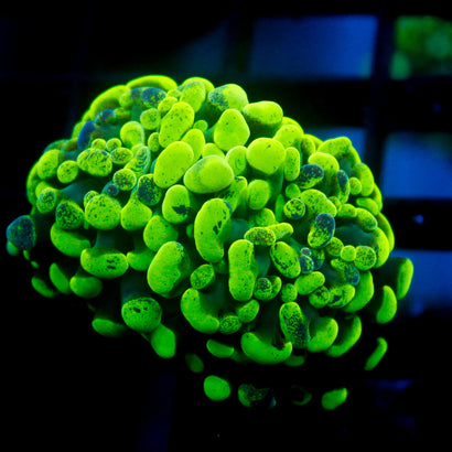 JC Neon Splatter Hammer