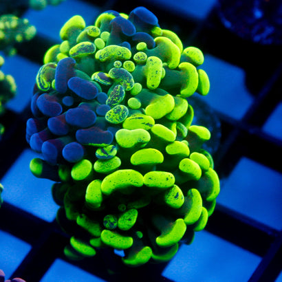 JC Bicolor Splatter Hammer