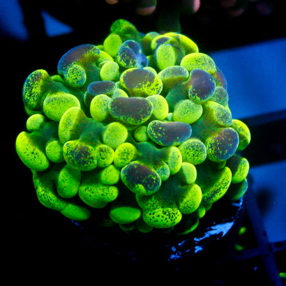 JC Ultra Splatter Hammer