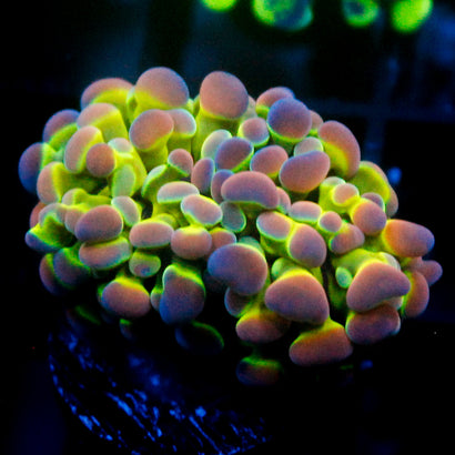 SBB Ultra Hologram Hammer