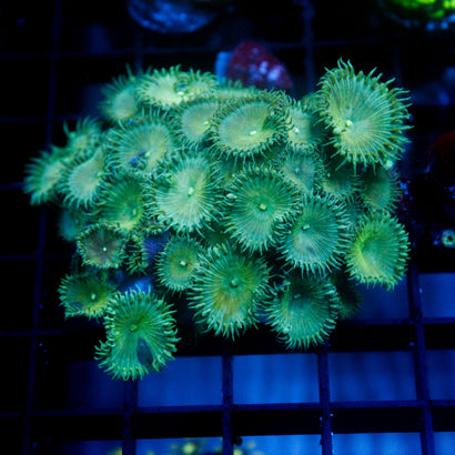 Green Scream Palythoa colony
