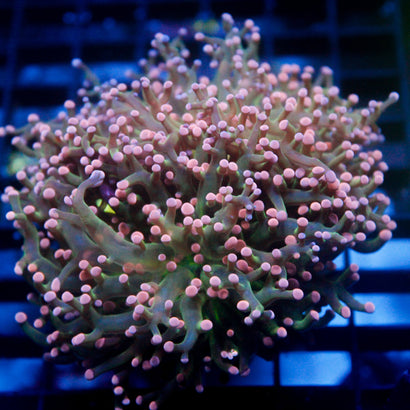 JC Cotton Candy Octo