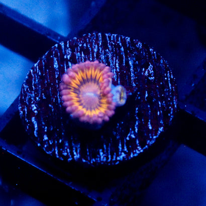 stratocasters Zoanthid