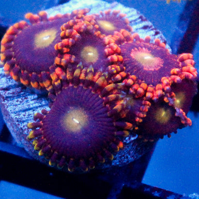 JC Campfire Seduction Zoanthid