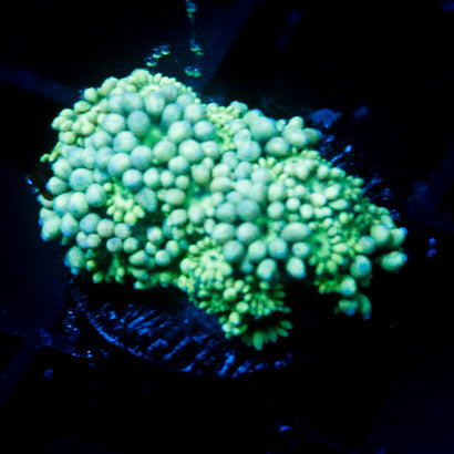 JC Bubble Blast Goni