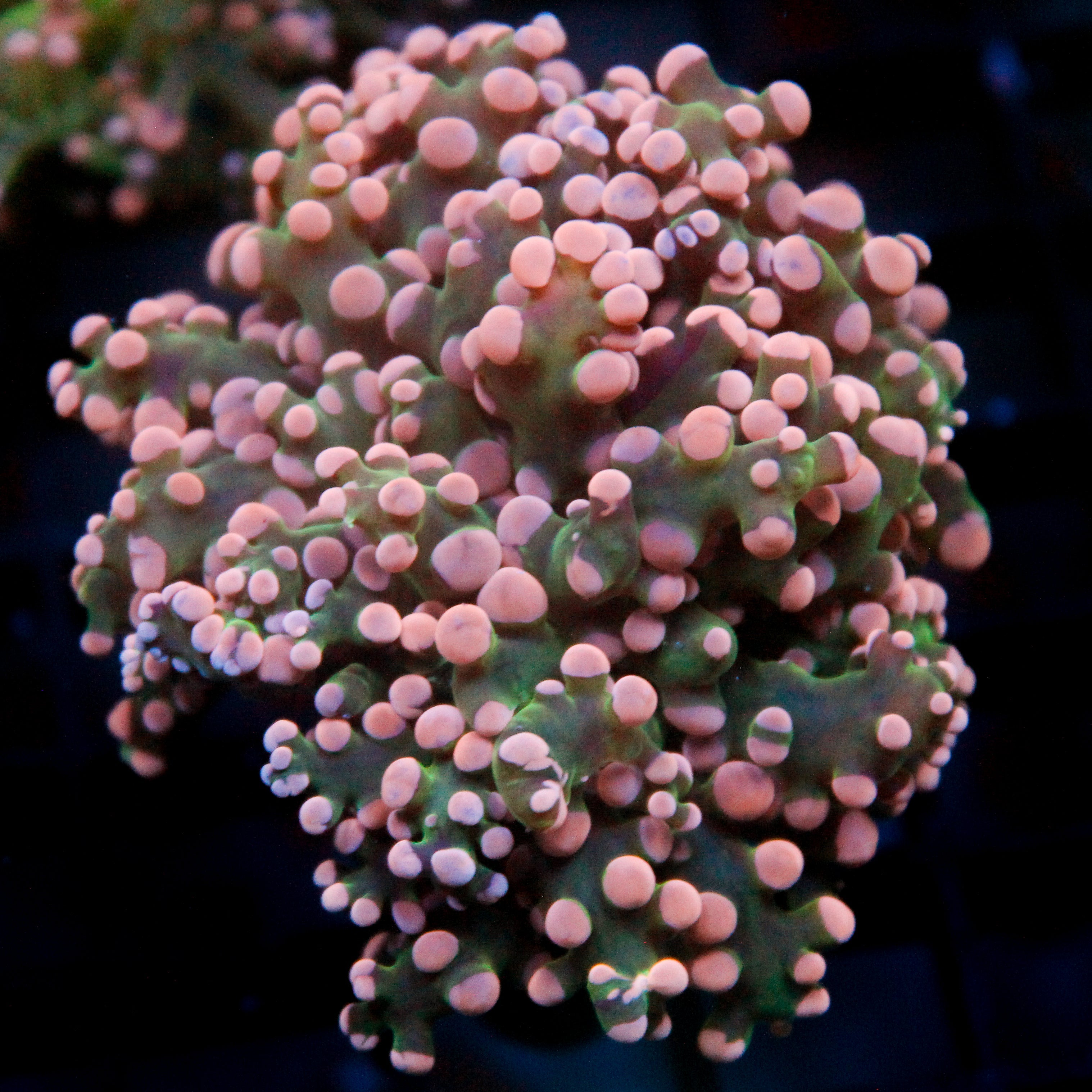 JC Pink Tip Octo