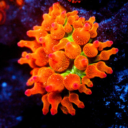 JC Ultra Speckled Bubble Tip Anemone
