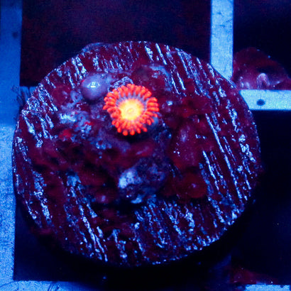 JC Sunny D Zoanthid