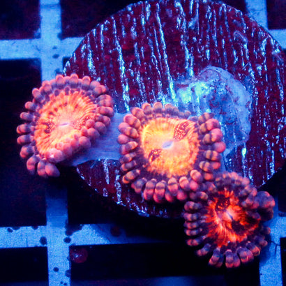 Speckled Kraze Zoanthid