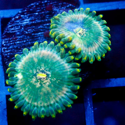 lepchreaun Burps Zoanthid