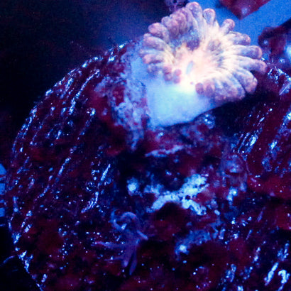 Strawberry Milkshake Zoanthid