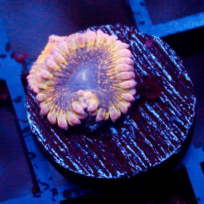 Golden Globe Zoanthid