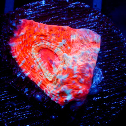 Unholy Trinity Chalice