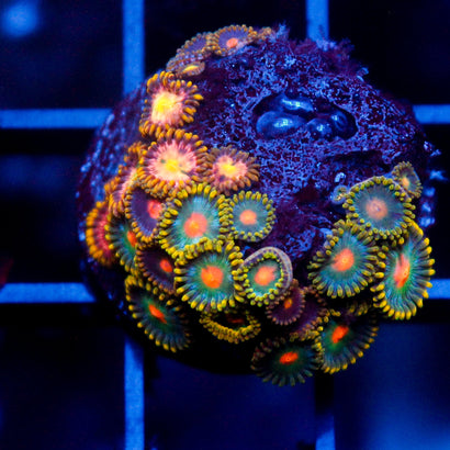 Saturn + Radiant Burst Zoanthid