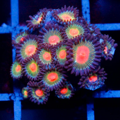 Alien Blood Zoanthid