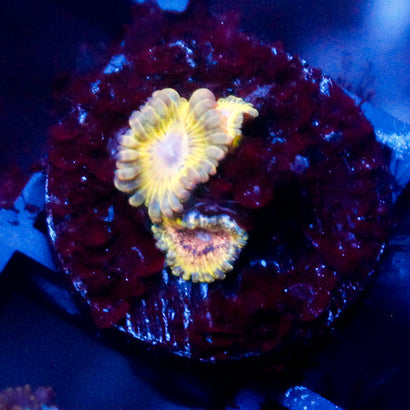 Blue Rim Zoanthid
