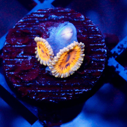 Stratocaster Zoanthid