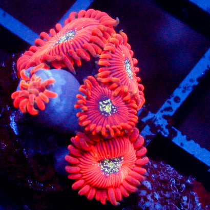 Magician's Mini Colony