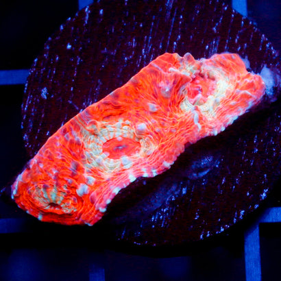 JC Blast radius Chalice