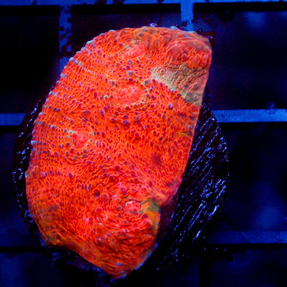 JC Citrus Scream Chalice