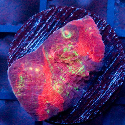 Shattered Earth Chalice