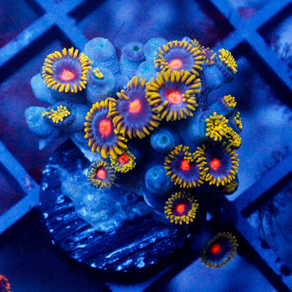 Gold Burn Zoanthid