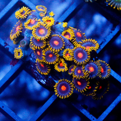 Gold Burn Zoanthid Colony