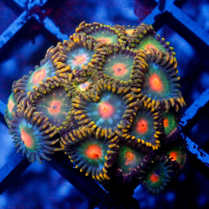 Saturn Zoanthid Colony