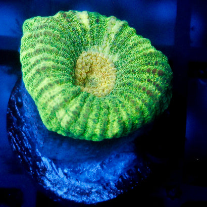 JC Neon Green Favia