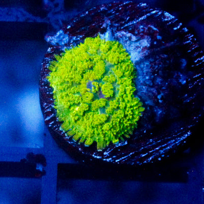 JC Neon Green Rhodactis