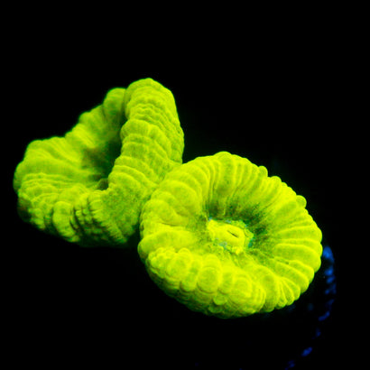 JC Trumpet Coral