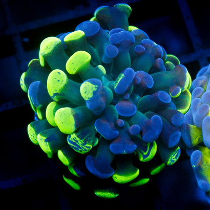 JC Bicolor Splatter Hammer