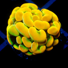 shopify auction