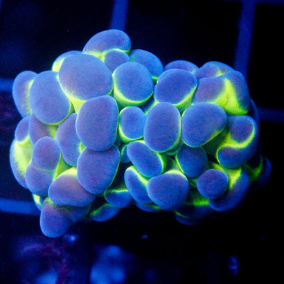 JC Hologram Hammer V1