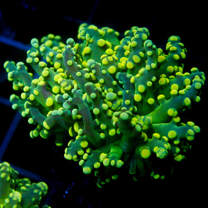 Green on Green on Green Octo