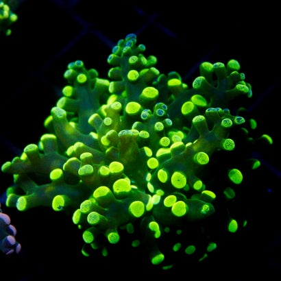 JC Green Ride Octo