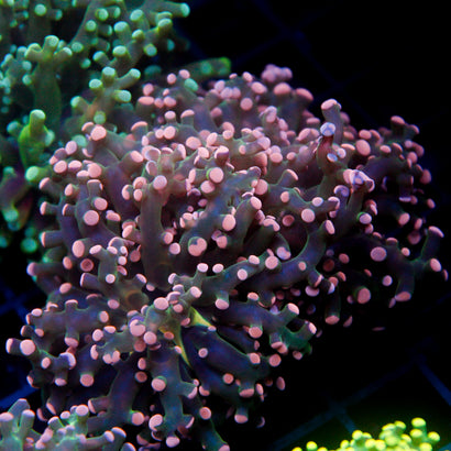 JC Light Pink Octo