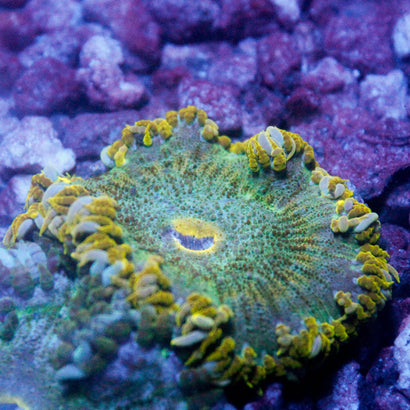 JC Ultra Rock Flower Anemone