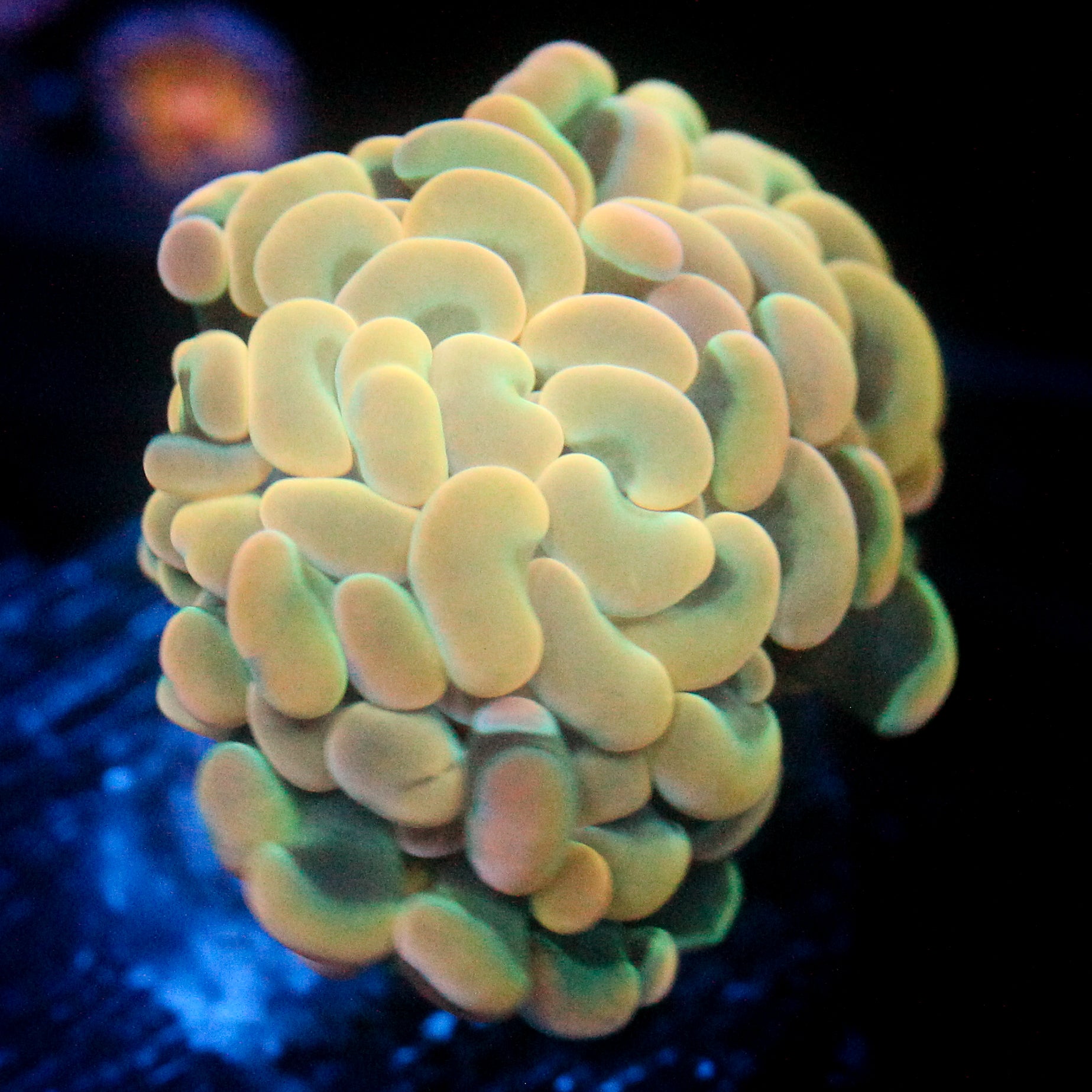 JC Orange Glow Hammer