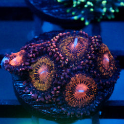JC Speckled Kraze Zoanthid