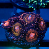 JC Speckled Kraze Zoanthid