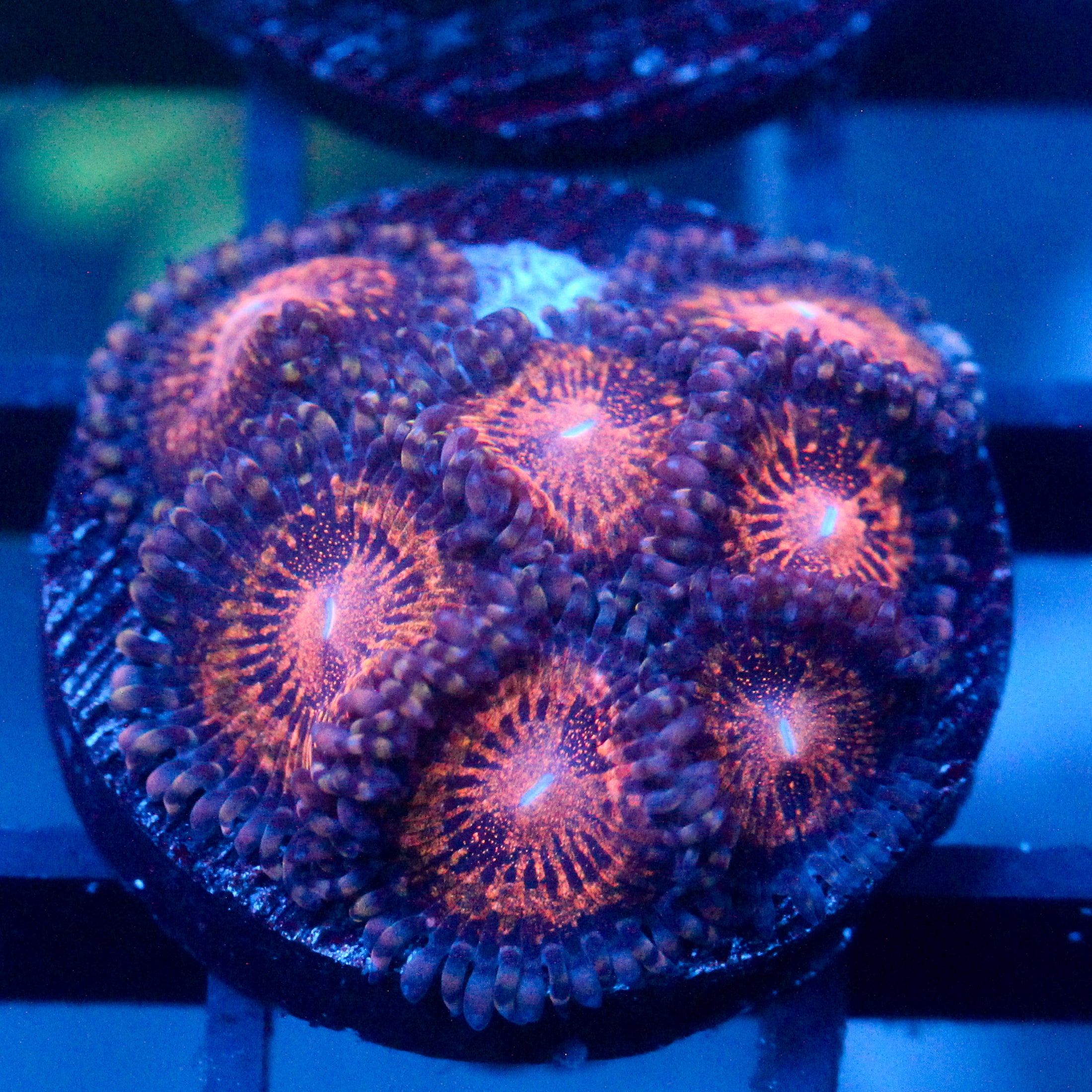 JC Speckled Kraze Zoanthid