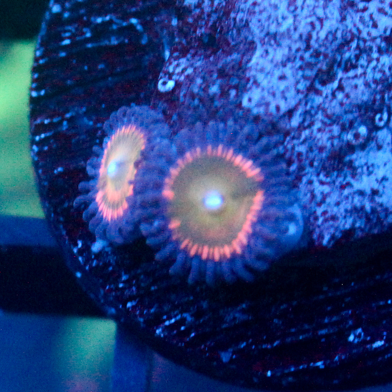 JC Sunny D Zoanthid