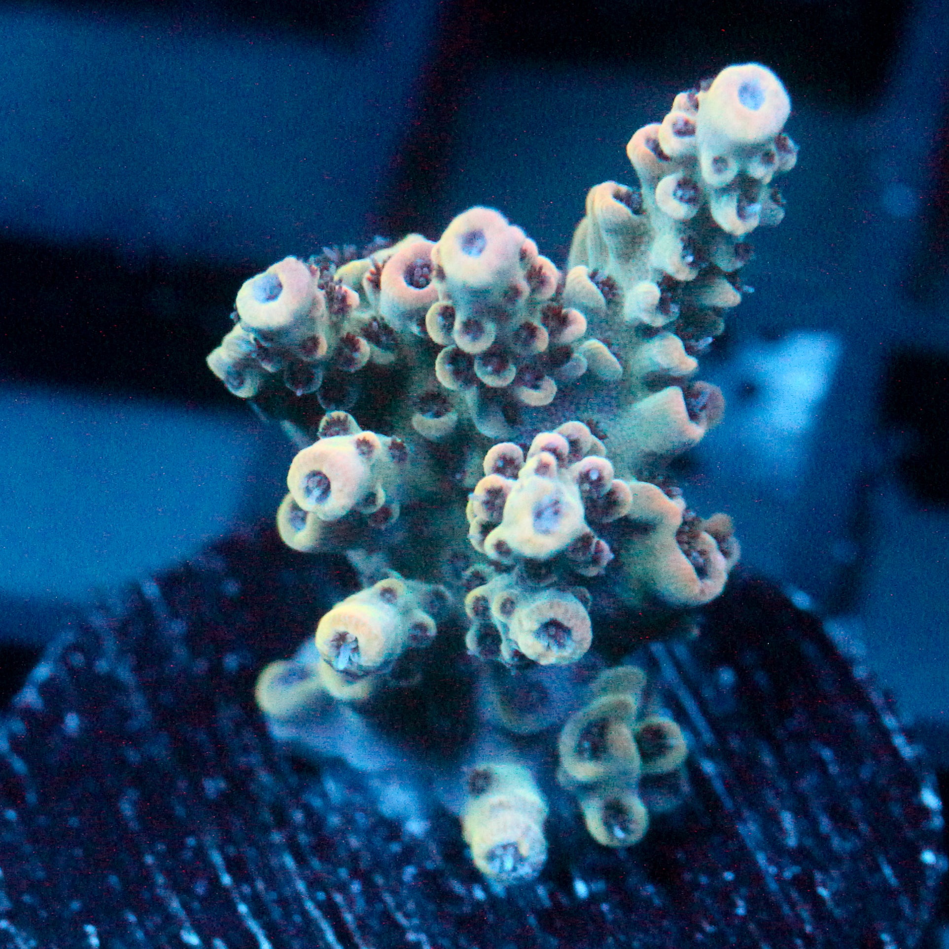 JC Frankensteins Monster Acro