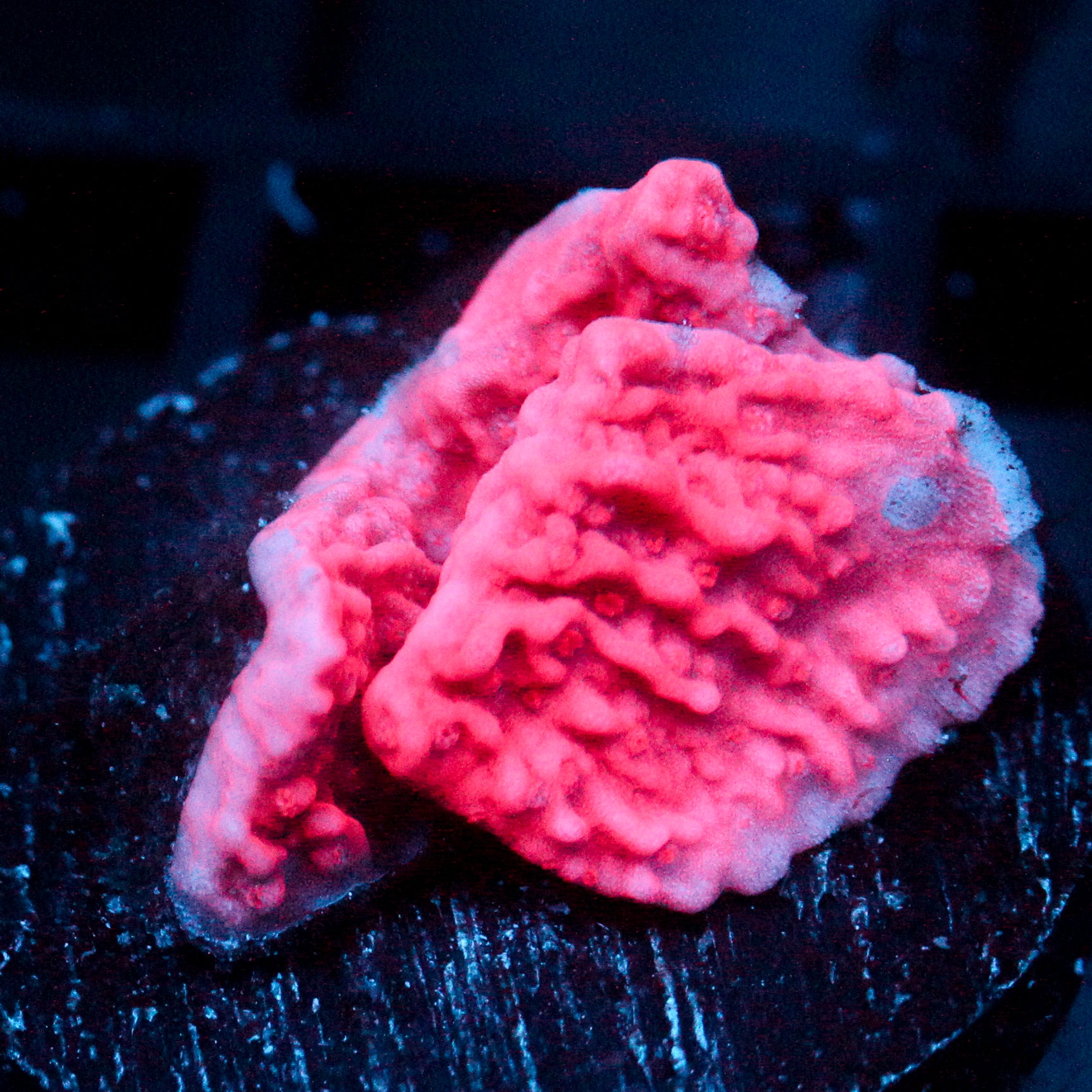 JC Pink Wave Monti