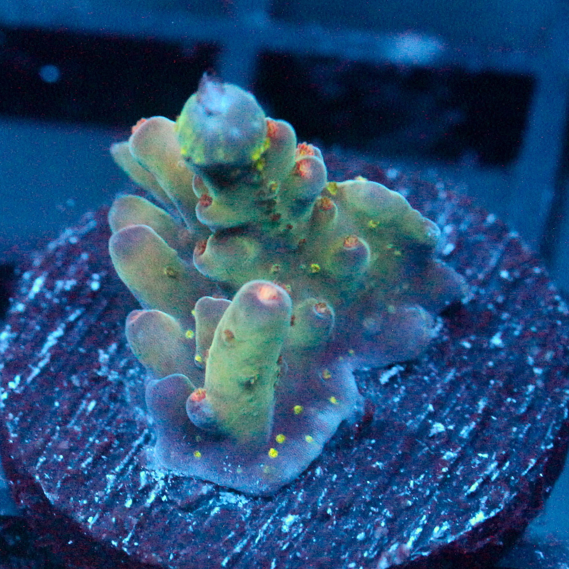 JC Wind up Acro