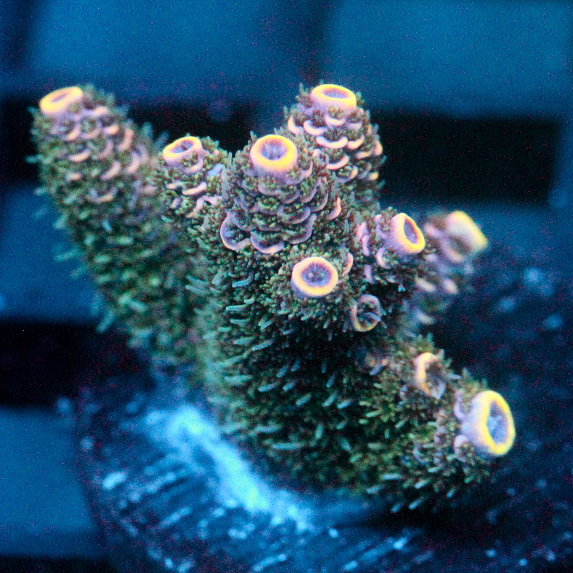 JC Hyacinth Acro