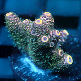 JC Hyacinth Acro