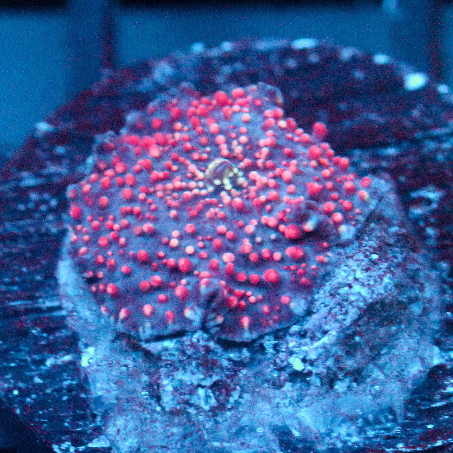 JC Red Pimple Madness Discosoma